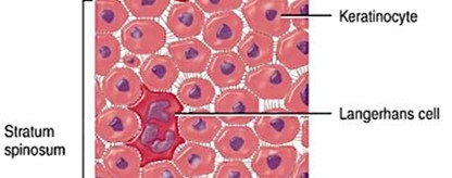 <p>aka “spiny layer”</p><ul><li><p>produced by stratum basale stem cell division</p></li><li><p>8-10 layers of keratinocytes bound by desmosomes</p></li><li><p>cells shrink untill cytoskeleton protrudes</p></li><li><p>contains dendritic (Langerhans) cells</p></li></ul><p></p>