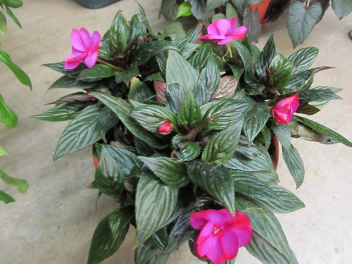 <p>Impatiens x 'New Guinea hybrids'</p>
