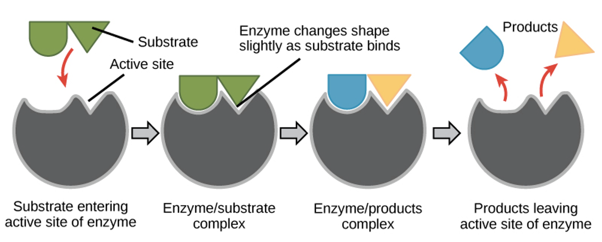 <p><span>Enzymes can also break a single substrate into multiple products. Energy is released.</span></p>