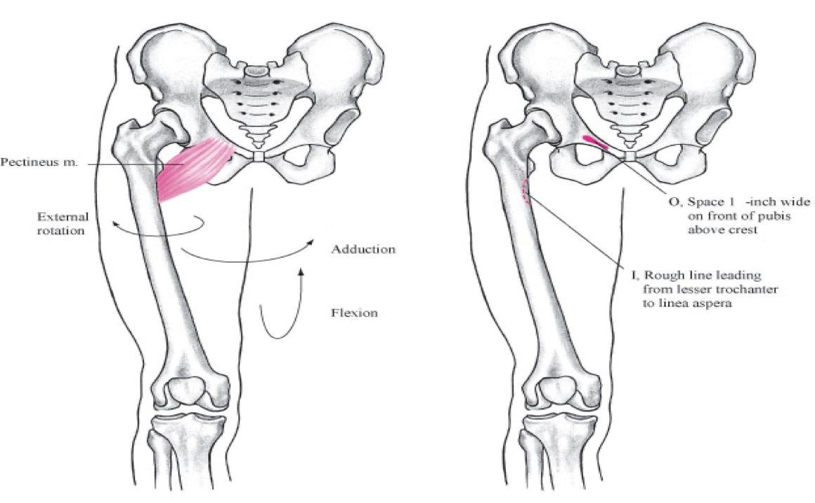 <p>anterior compartment</p>