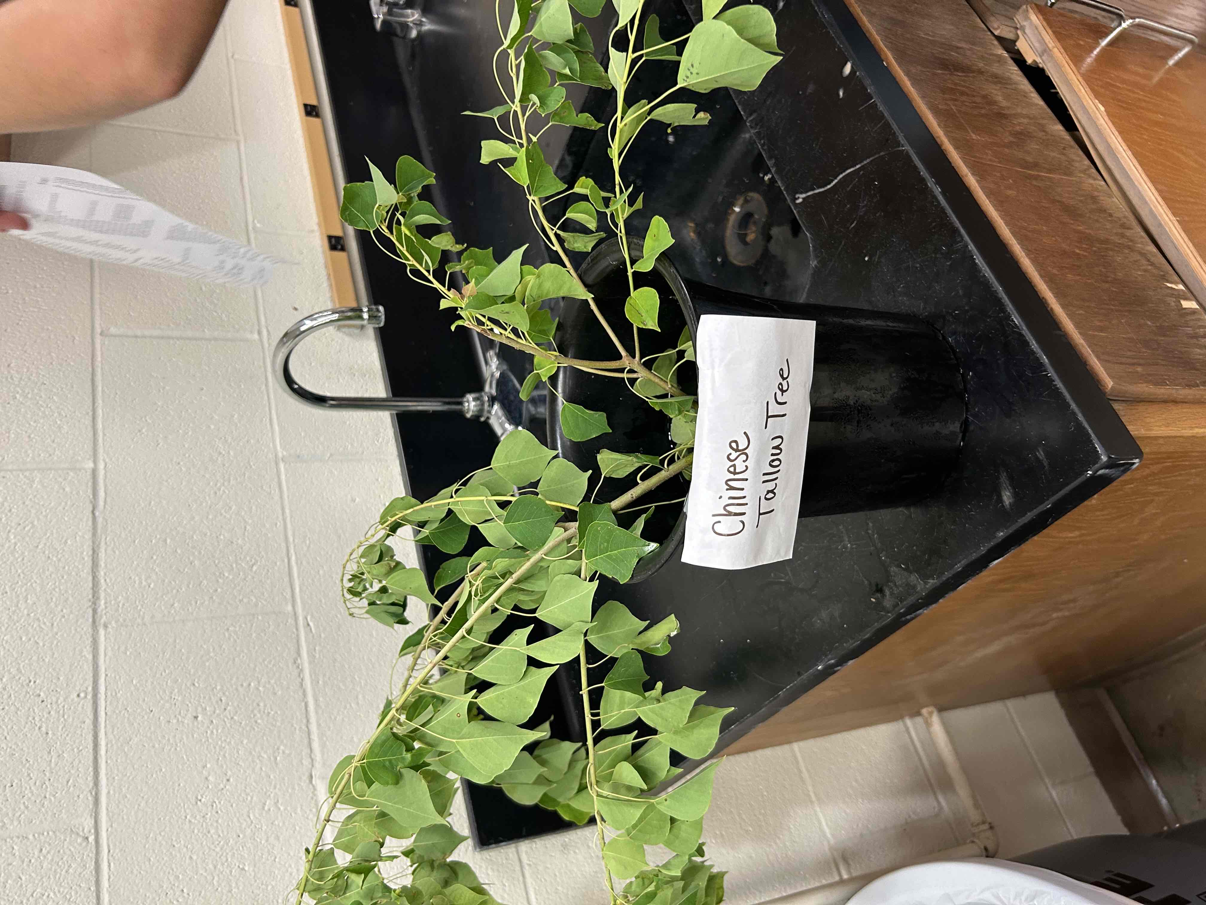 <p>Chinese Tallow Tree</p>