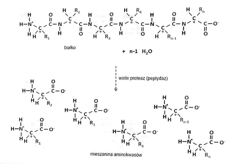 <p>(Hydrolazy)</p><p>Rozkład białek do peptydów i aminokwasów.</p>