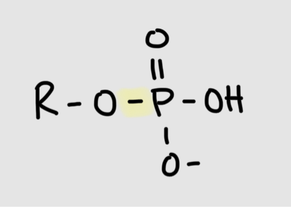 <p>Formation of phosphoester bond</p>