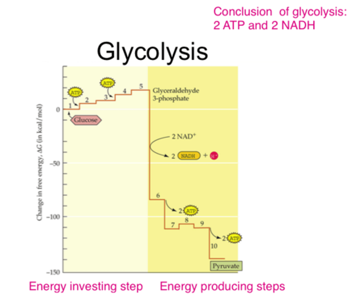 <p>exergonic stage of glycolysis in which G3P is converted into two molecules of pyruvate</p>