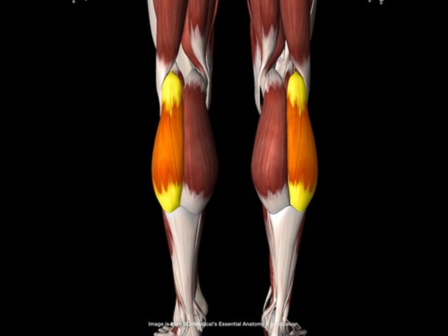 <p>lateral</p><p>superior to medial head</p><p>posterior</p><p>(ankle, foot, toes)</p>