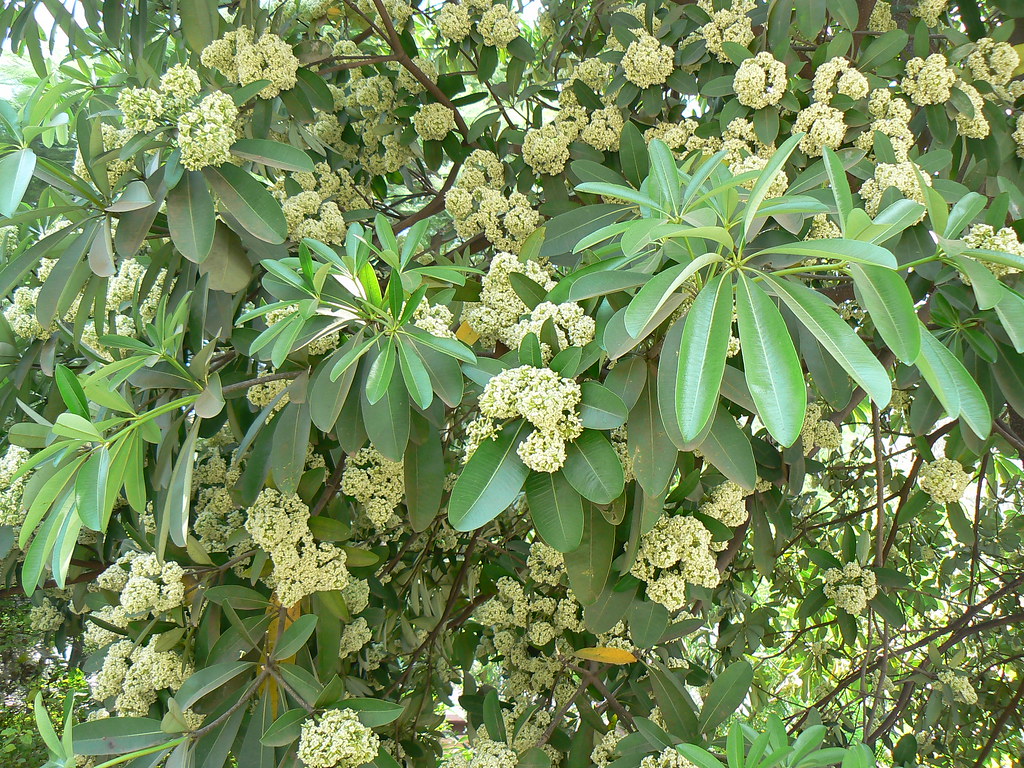 <p>Biological Origin: <strong><em>Alstonia scholaris</em> (L.) </strong><a target="_blank" rel="noopener noreferrer nofollow" href="http://R.Br"><strong>R.Br</strong></a><strong>. (Apocynaceae)</strong></p><p>Common Name: <strong>Dita/Blackboard tree</strong></p><p>Part used: <strong><u>Bark, Leaves</u></strong></p><p>Medicinal use:</p><p><strong>● <u>Antidiabetic &amp; Antihypertensive</u></strong></p><p>Secondary metabolites:</p><ul><li><p><strong><u>Alkaloid (Reserpine)</u></strong></p></li></ul>