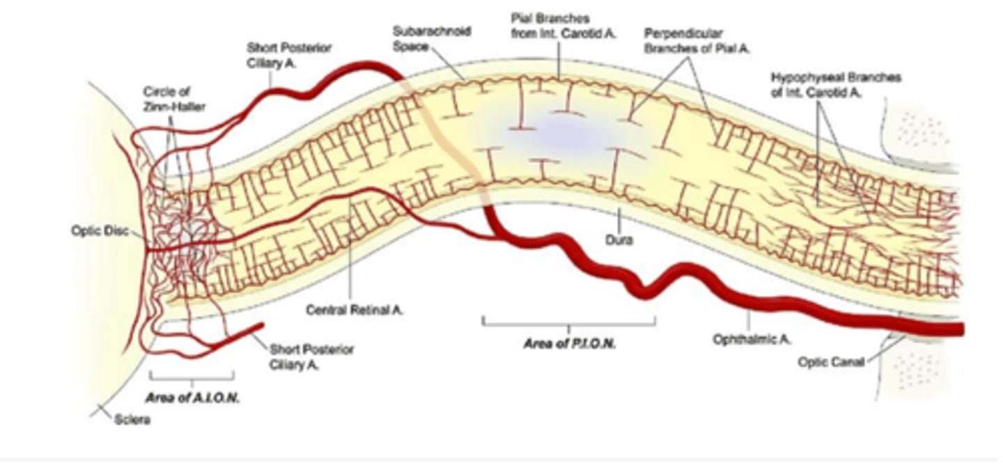 <p>Hypophyseal branches of the ICS (internal carotid system)</p>