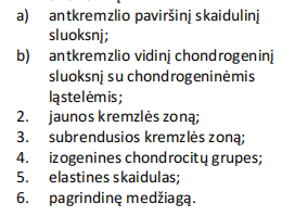 <p><span style="font-family: "Calibri Light";"><strong><span>Elastinė kremzlė </span></strong><span>(ausies kaušelio skersinis pjūvis)</span></span></p>