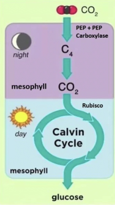 <ul><li><p>separation of initial CO2 fixation &amp; Calvin cycle: no separation: btwn night &amp; day (in time)</p></li><li><p>stomata open: night</p></li><li><p>best adapted to: very hot, dry environments</p></li></ul><p></p>