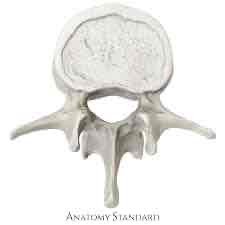 <p>What vertebrae is this?</p>