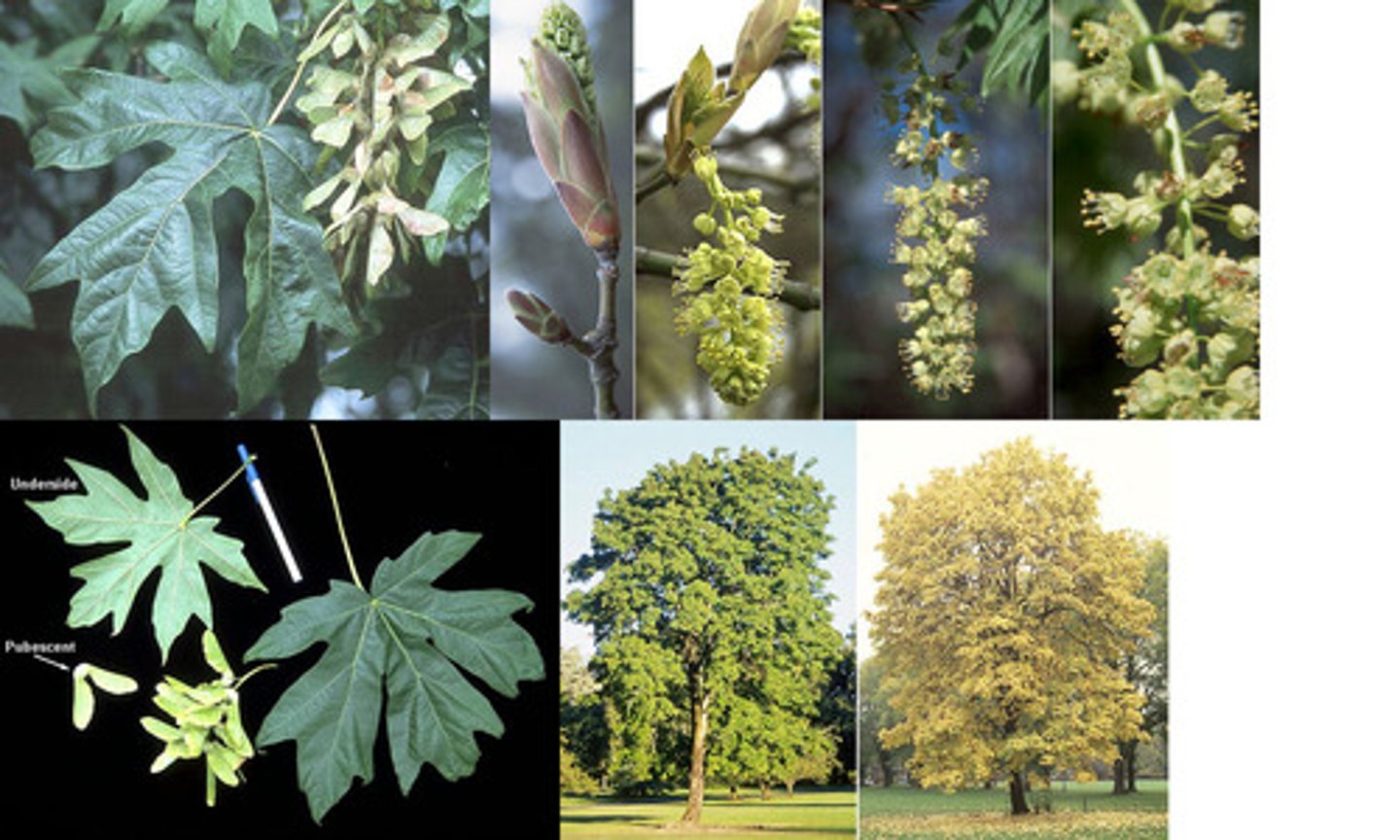 <p>Large, dinner plate sized palmate leaves that yellow in autumn. cylindrical hanging flower clusters. produces "helicopter" seeds. Furrowed with vertical patterning and slight scaling.</p>