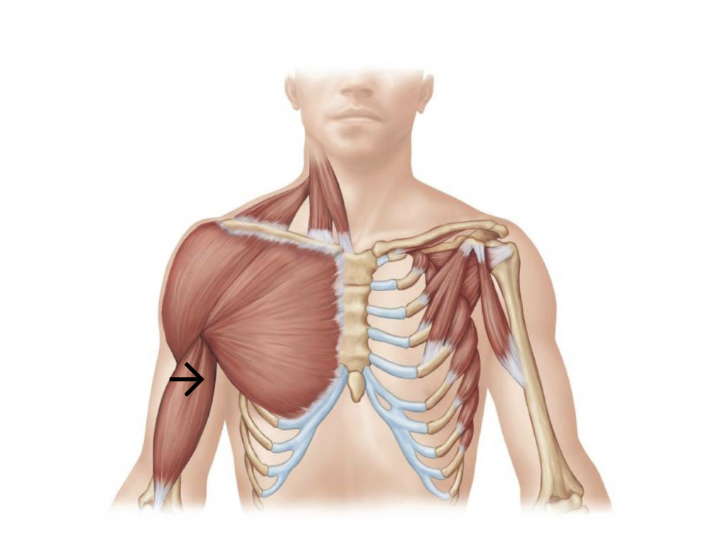 <p>ID muscle</p>