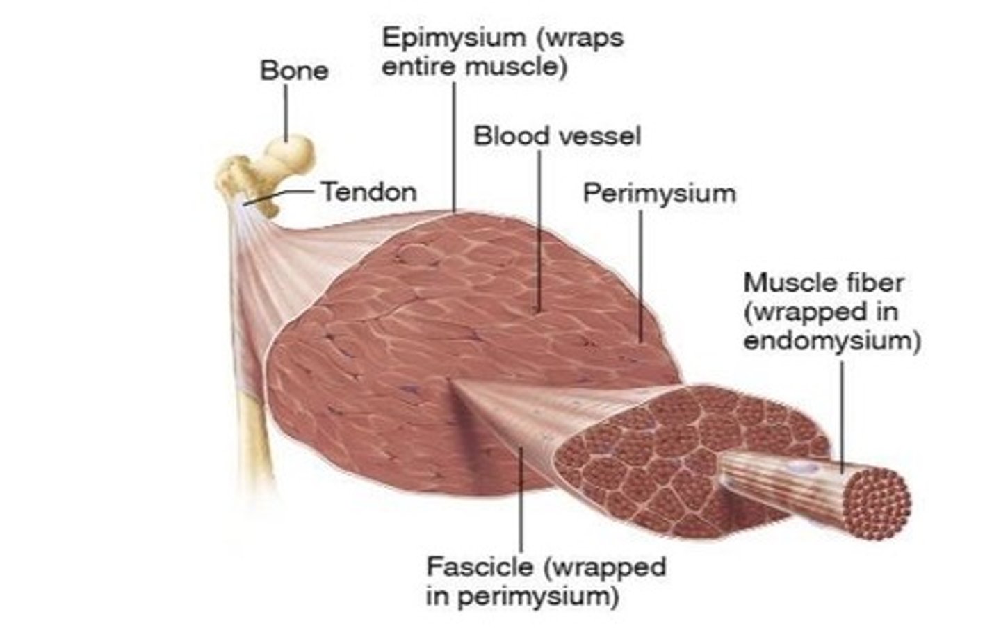 <p>A connective tissue that wraps around the entire muscle.</p>