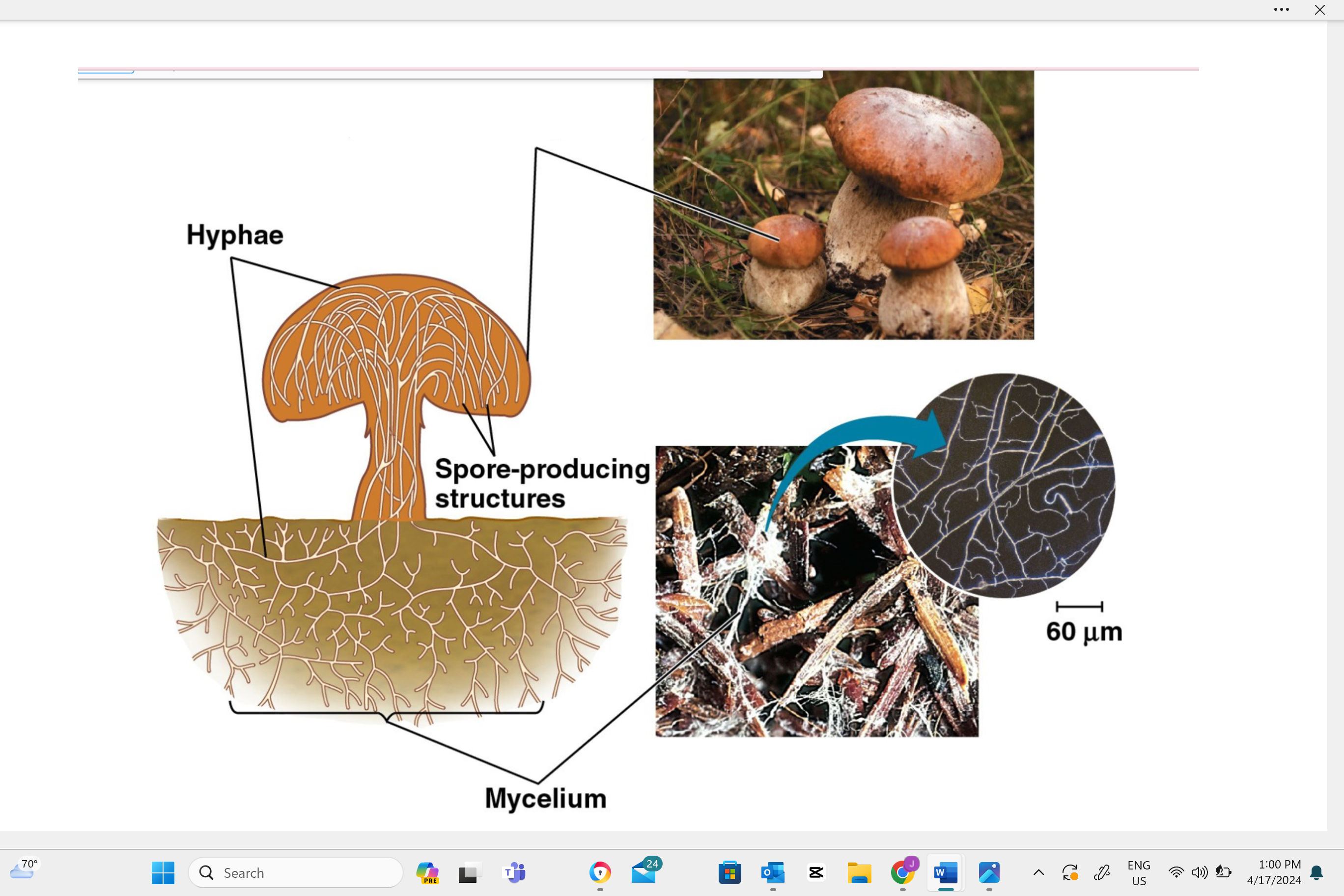 <p>Identify this structure as haploid, diploid, or dikaryotic. </p>