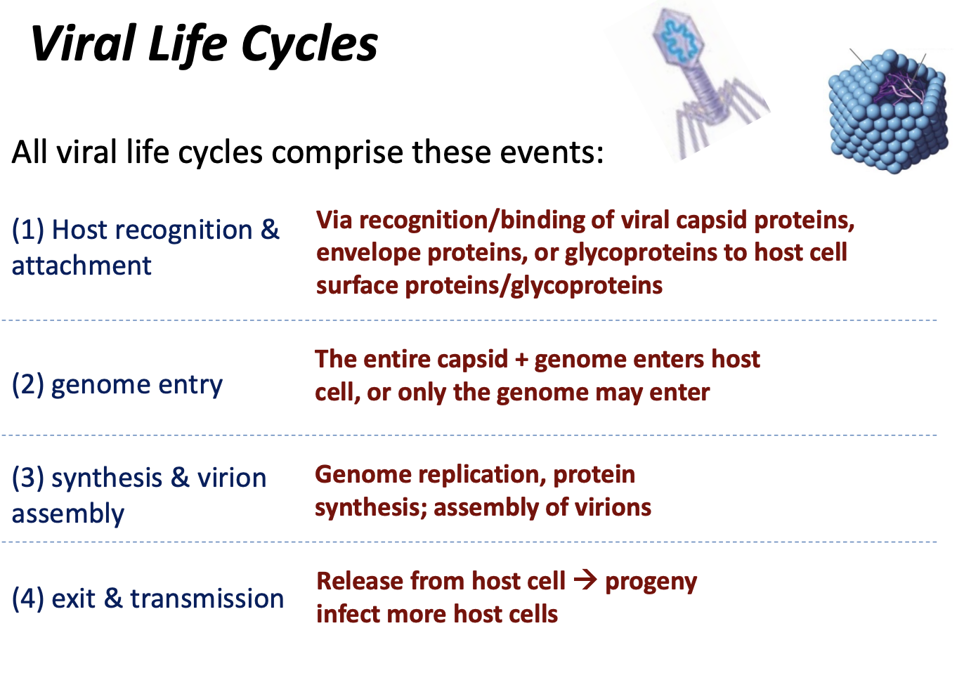 <p><span><strong><span>Steps of a General Viral Life Cycle</span></strong></span></p>