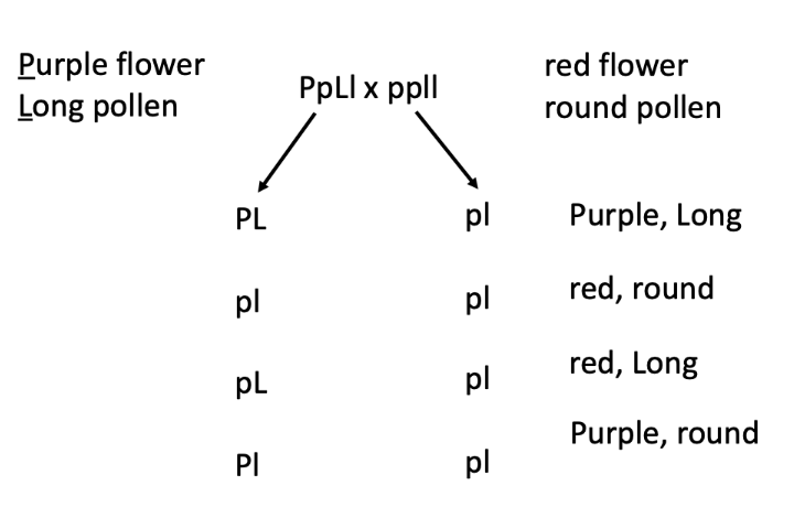 figuring out all possible genotypes. equal probabilities (1/4) of these gametes occurring b/c assuming simple Mendelian inheritance