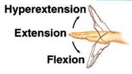 <p>Bending a joint to decrease angle between bones</p>