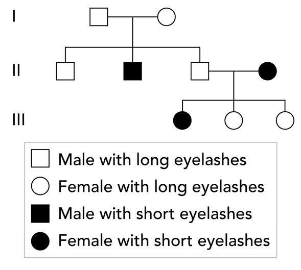 <p>A team of scientists is studying the inheritance of eyelash length in humans. Eyelash length is either long or short, and is controlled by a single autosomal gene.</p><p>The eyelash lengths of the members of one family are shown in the pedigree below. The pedigree labels the generations I, II, and III. The male and female in Generation I are the parents of the three males shown in Generation II, and are the grandparents of the three females shown in Generation III.</p><p></p><p>Based on the pedigree, are short eyelashes determined by a recessive allele or a dominant allele? What reason explains this answer?</p><p>Responses</p><ul><li><p>A recessive allele, because short eyelashes are less common in the family.</p><p></p></li><li><p>A dominant allele, because short eyelashes are absent in generation I.</p><p></p></li><li><p>A recessive allele, because two parents with long eyelashes can have children with short eyelashes.</p><p></p></li><li><p>A dominant allele, because short eyelashes are less common in the family</p></li></ul>