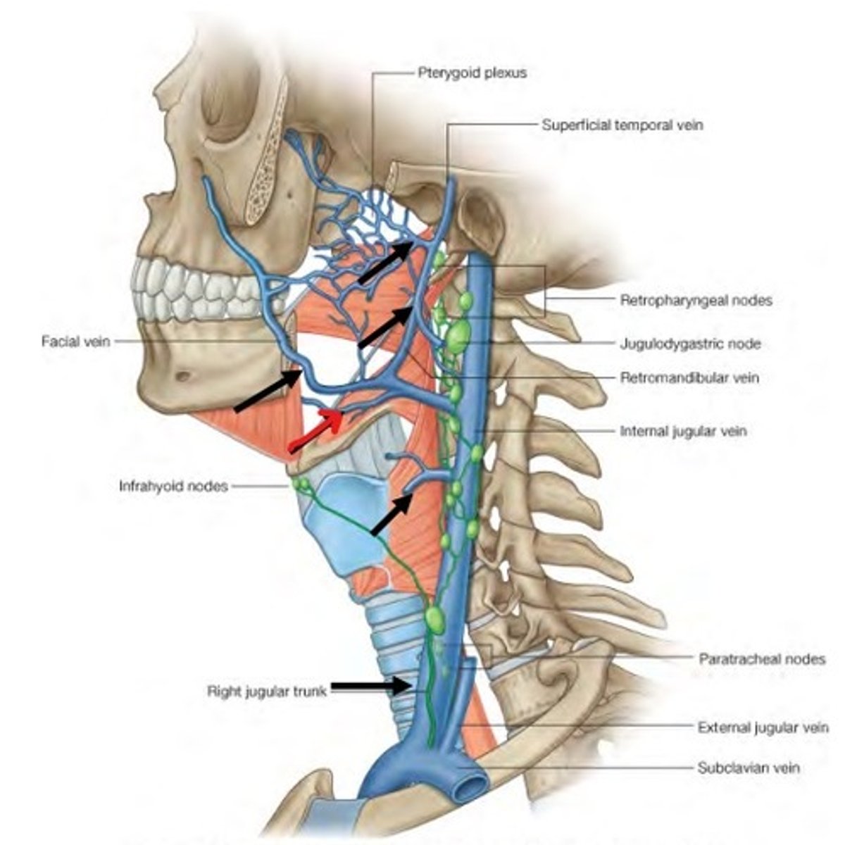 <p>Röda pilen, ansluter till vena jugularis interna</p>