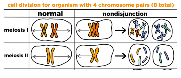 <p>Non-disjunction: a type of mutation when chromosomes fail to separate properly. This can happen in mitosis, but is most common in meiosis I and meiosis II.</p>