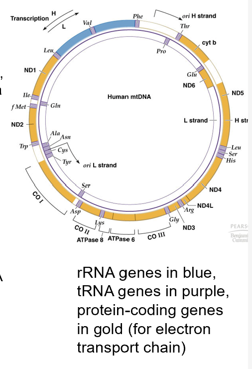 <ul><li><p>Most proteins encoded by nuclear genes, but some on mt itself</p></li><li><p>Ribosomal proteins coded by: Nuclear genes</p></li><li><p>rRNA coded by mt</p></li><li><p>Transcription is unusual bc a single RNA molecule is made, and cut into smaller pieces</p></li><li><p>tRNAs cut out of the single transcript by specific enzymes: Freeing mRNA and rRNA</p></li><li><p>No 5’ caps on mt mRNA, but a poly-A tail is added to the 3’ end as in nuclear mRNA</p></li><li><p>No<strong><mark data-color="yellow"> introns</mark></strong> in animal mtDNA, but they are found in <strong><mark data-color="yellow">YEAST AND PLANTS</mark></strong></p></li></ul>