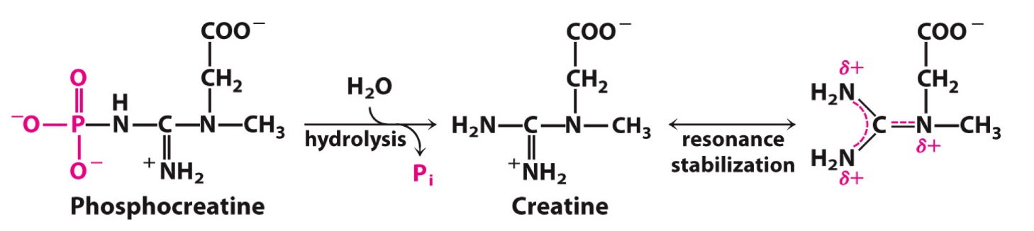<p>Standard free energy change of creatine phosphate reaction?<br></p><p>Creatine-P + ADP → Creatine + ATP </p><p><br>ΔG°′ = __ kJ/mol</p><p></p>