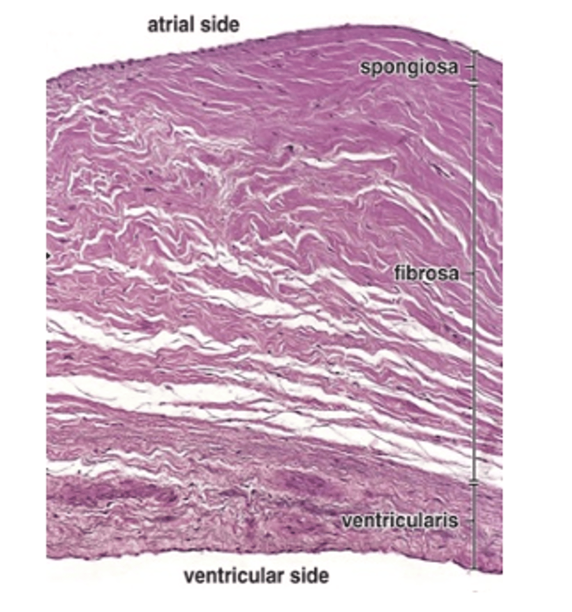 <p>What types of tissue are found in the ventricularis layer of the heart valves?</p>