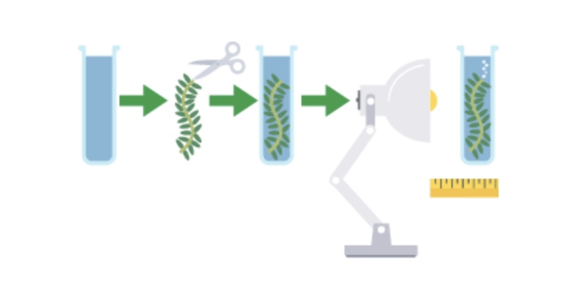 <p>What piece of equipment should be used to carefully place the pondweed into the boiling tube?</p>