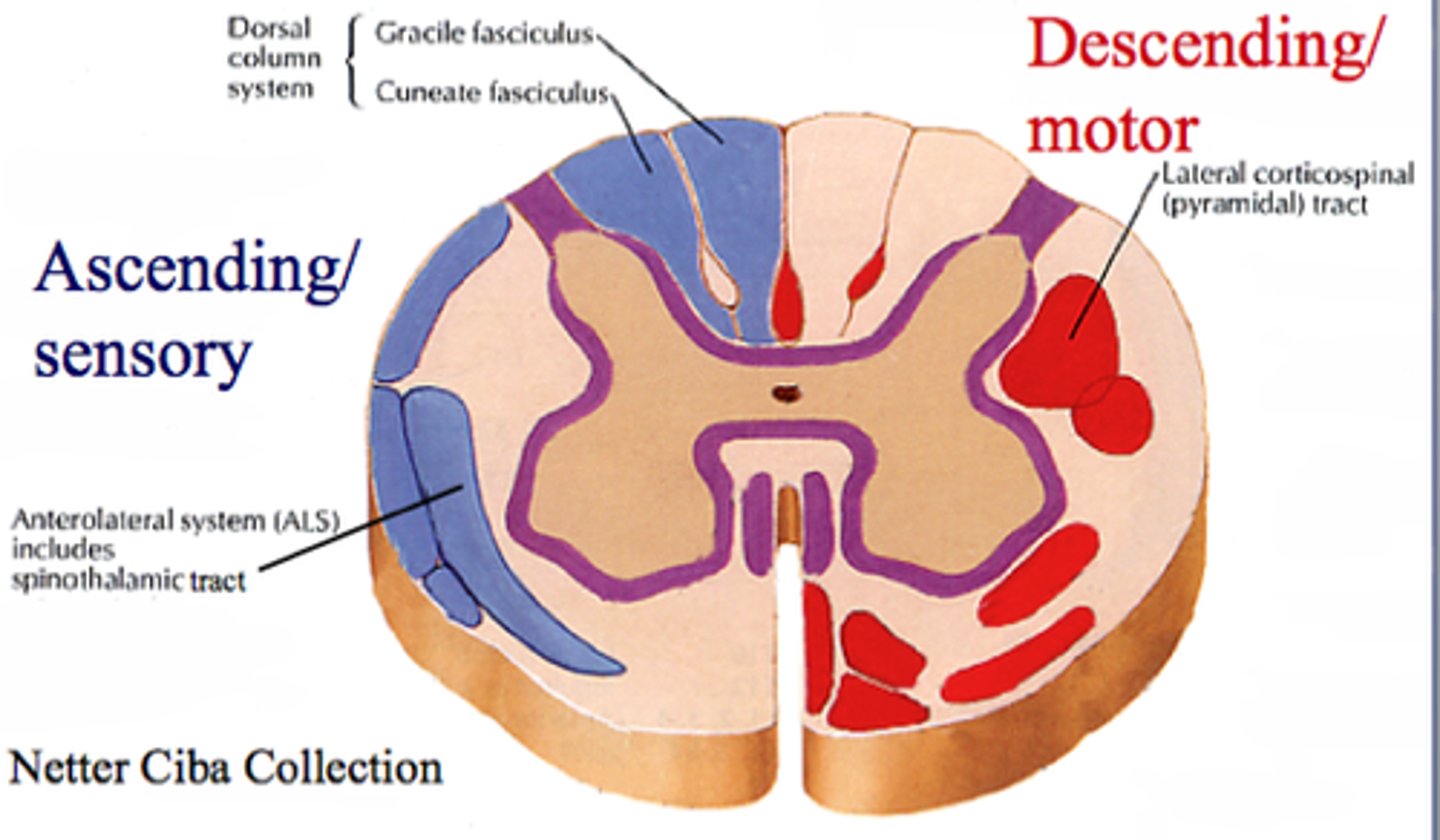 <p>Areas of white matter in the columns</p><p>Carry ascending sensory signals to the brain</p>