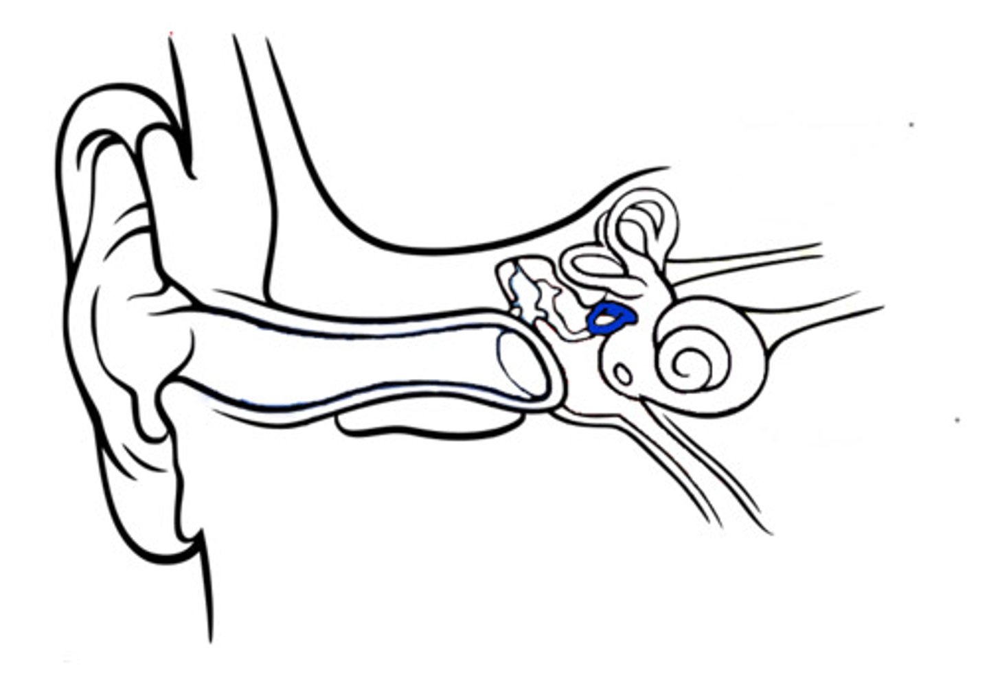 <p>one of the 3 small bones in the middle ear which increase or decrease vibrations from the ear drum</p>