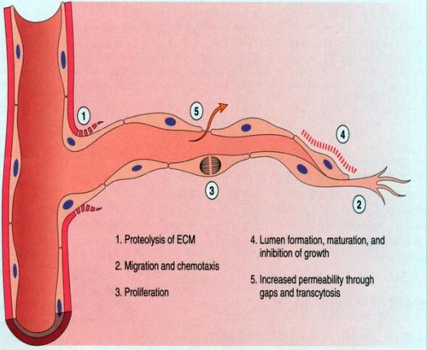 <p>progenitor to neuroblast</p>