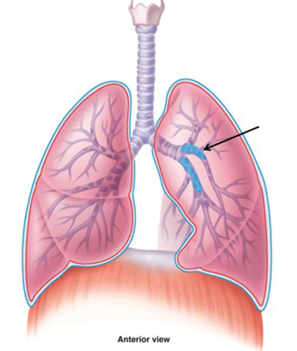 <p>Structure:</p><p>1. Branches of narrower tubes.</p><p>2. Cartilage rings are more spread out.</p><p>Function:</p><p>1. Connects to the lobes of each lung.</p><p>2. Holds the airways open to maintain airflow.</p>