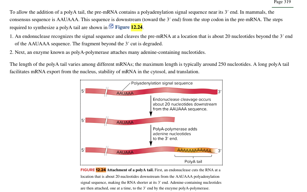 <ul><li><p>most mature mRNAs have a string of adenine nucleotides at their 3’ ends </p><ul><li><p>polyA tail</p></li></ul></li><li><p>polyAtail is not coded in the gene sequence, but is added enzymatically after the gene is completely transcribed</p><ul><li><p>an endonuclease cleaves pre-mRNA about 20 nucleotides downstream from 3’ end AAuAA sequence, making the pre-mRNA shorter at its 3’ end</p></li><li><p>poly A polymerase enzyme adds adenine nucleotides to the newly created  3’ end </p></li></ul></li><li><p>eukaryotic RNA modification (although some bacterial RNAs are also polyadenylated but is degraded at degradosome)</p></li></ul><p></p>