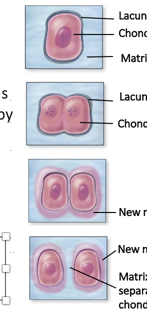 <p>Occurs when chondrocytes in the cartilage’s internal region divide </p><p>Type of growth that occurs at the epiphyseal plate, allows for an increase in length</p><p>Cellular division of chondrocyte produces two new cells (chondroblasts) that occupy a single lacuna</p><p>Each cell produces new cartilage matrix and begins to separate from its neighbor</p><p>Previously secreted matrix matures, further separating individual cells in their own lacunae</p>