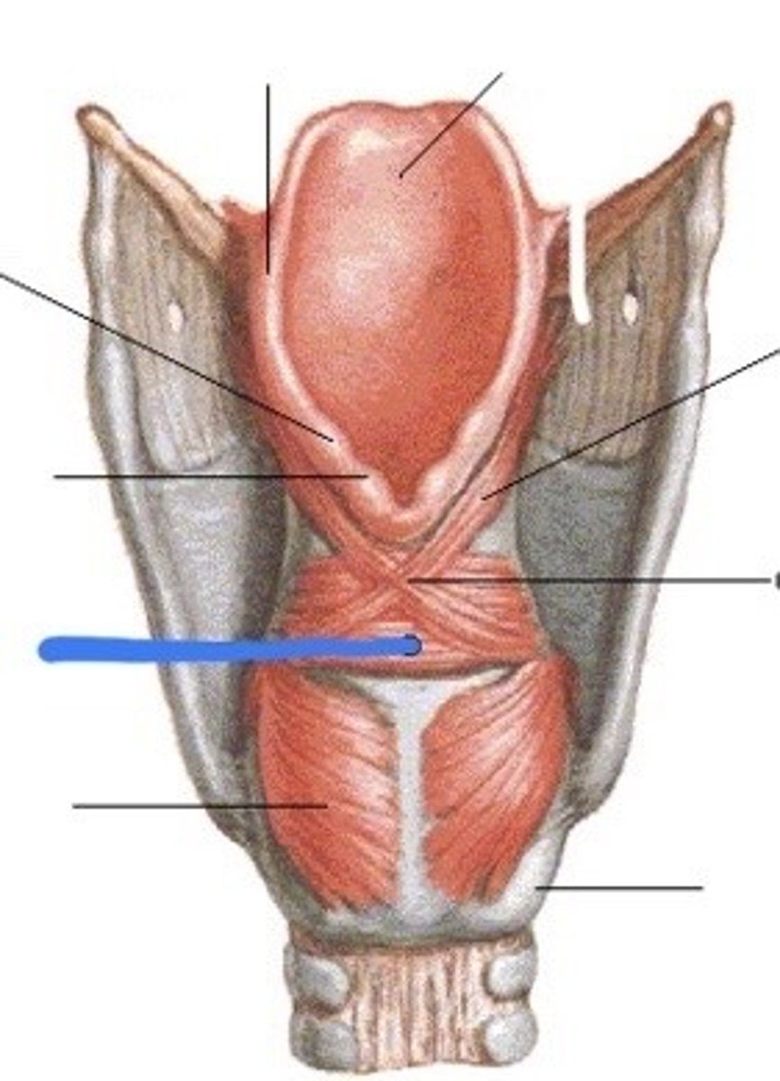 <p>underneith the “X” </p><ul><li><p>strucutre</p></li></ul><p></p>