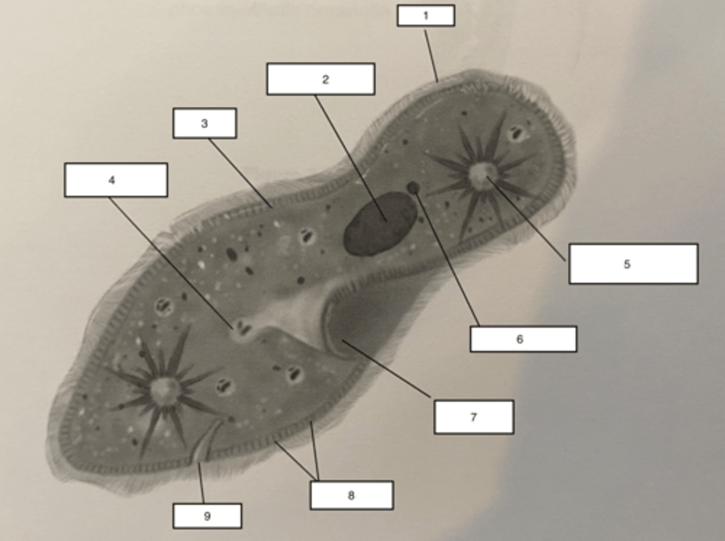 <p>a type of defensive organelle that can be shot outward from the Paramecium when there is a threat</p>