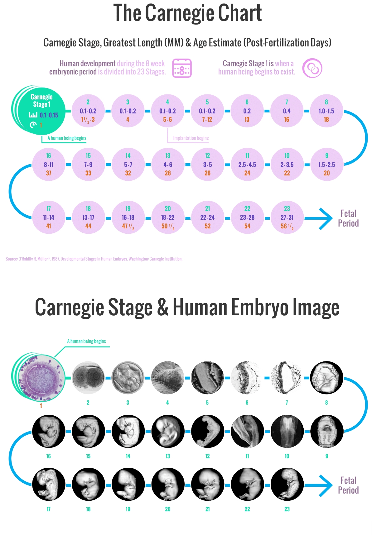 <p>What system is used to assess<strong> developmental stage</strong> in miscarried embryos?</p>