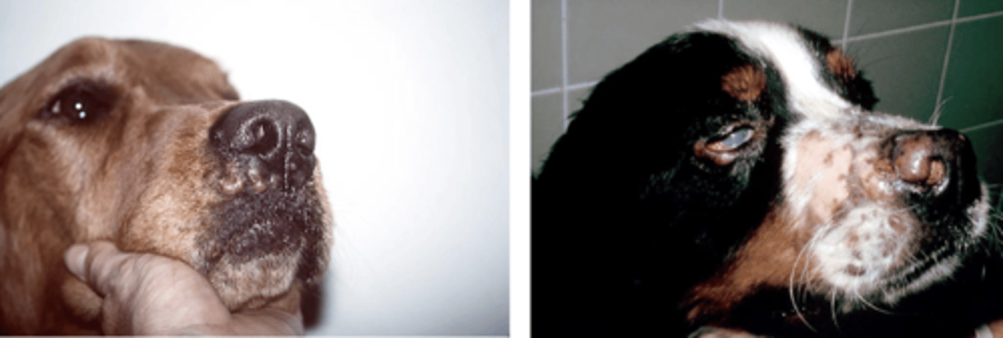 <p>What has caused these lesions?</p>