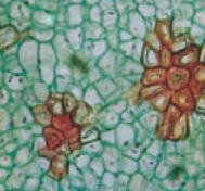 <ul><li><p>provides structural support with thickened secondary cell walls. </p></li><li><p>typically contains dead cells at maturity. </p></li></ul><p></p>