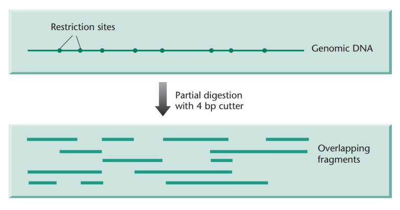 <p>Restriction endonuclease digestion is a molecular biology technique in which a specific <strong>restriction endonuclease enzymes</strong> are used to cut DNA at particular sequences known as <strong>recognition sites</strong>.</p><p>This technique is used to fragment DNA for building genomic libraries. However, using restriction endonucleases and restriction sites means that <span style="color: red"><strong>the fragmentation of DNA is not random</strong></span>, as it will always be cut at the restriction sites of the restriction endonuclease(s) being used. When building genomic libraries, we want the fragmented DNA to be random, of various lengths, and overlapping to an extent.</p><p>This is partially solved by using partial digest, which is a technique used to generate a range of DNA fragments by exposing DNA to a restriction enzyme under conditions that do not allow it to cut at all of its recognition sites. This results in the DNA being cleaved at some, but not all, of the sites, producing fragments of various lengths.</p><p>→ <span style="color: red"><strong>Partial digest results in semi-random DNA fragmentation</strong></span> (not fully random because the enzymes will still only cut at the restriction sites.</p>