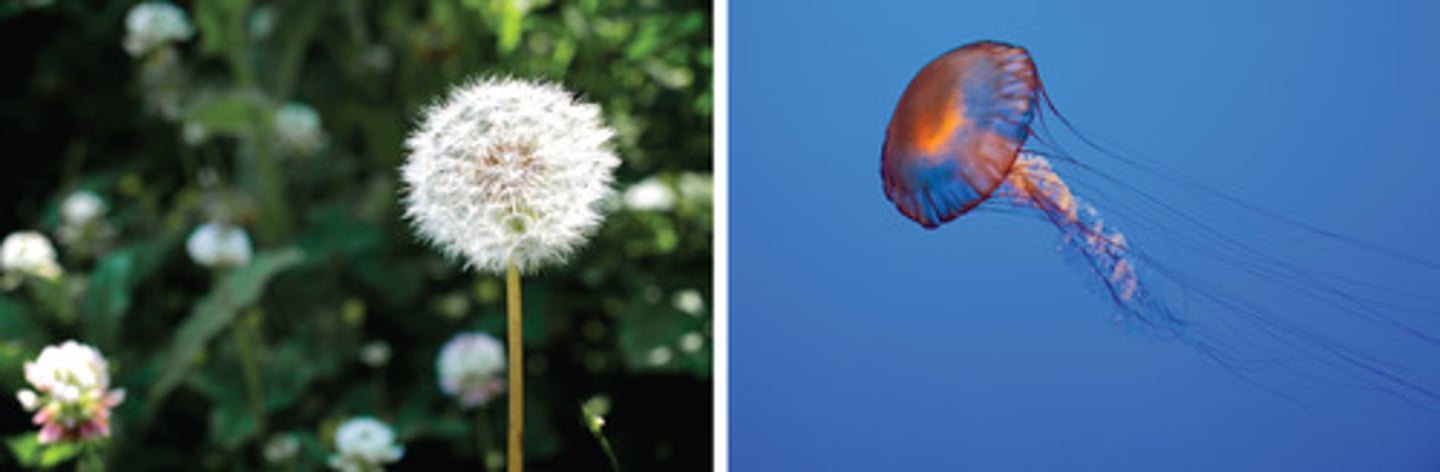 <p>rapidly changing environments affected by density-independent factors</p>