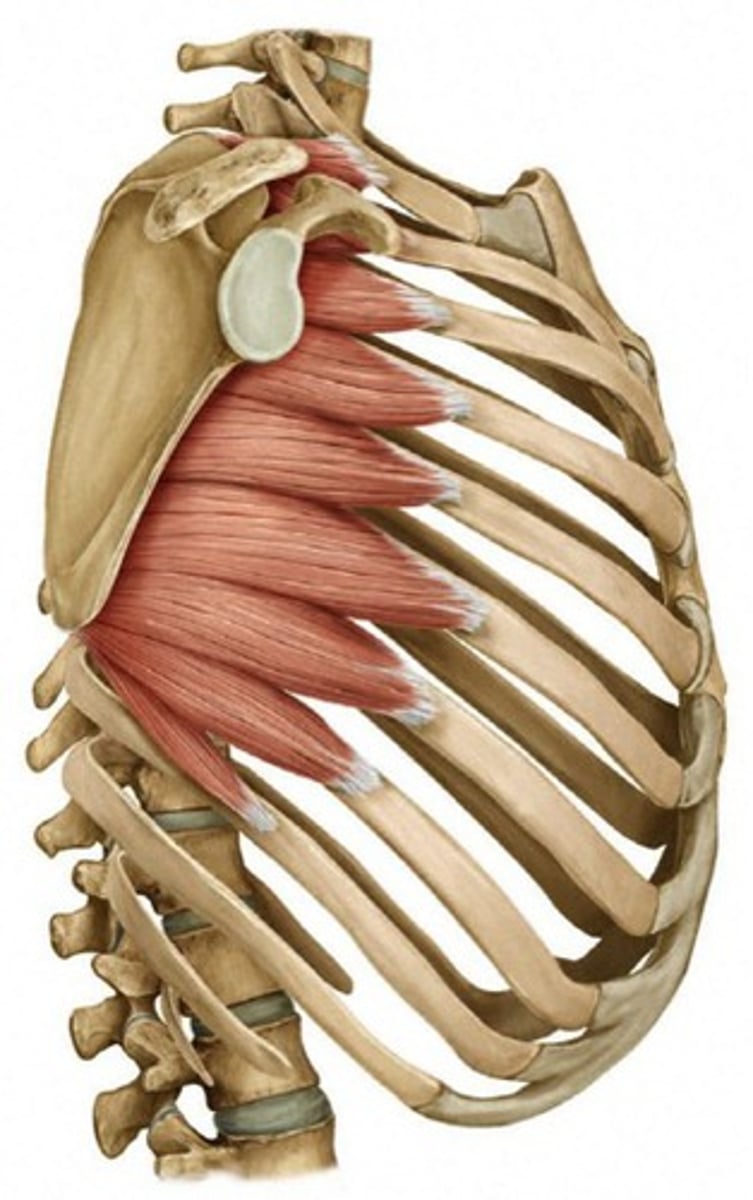 <p>Lateral rotation, protraction, holds scapula against ribcage</p>