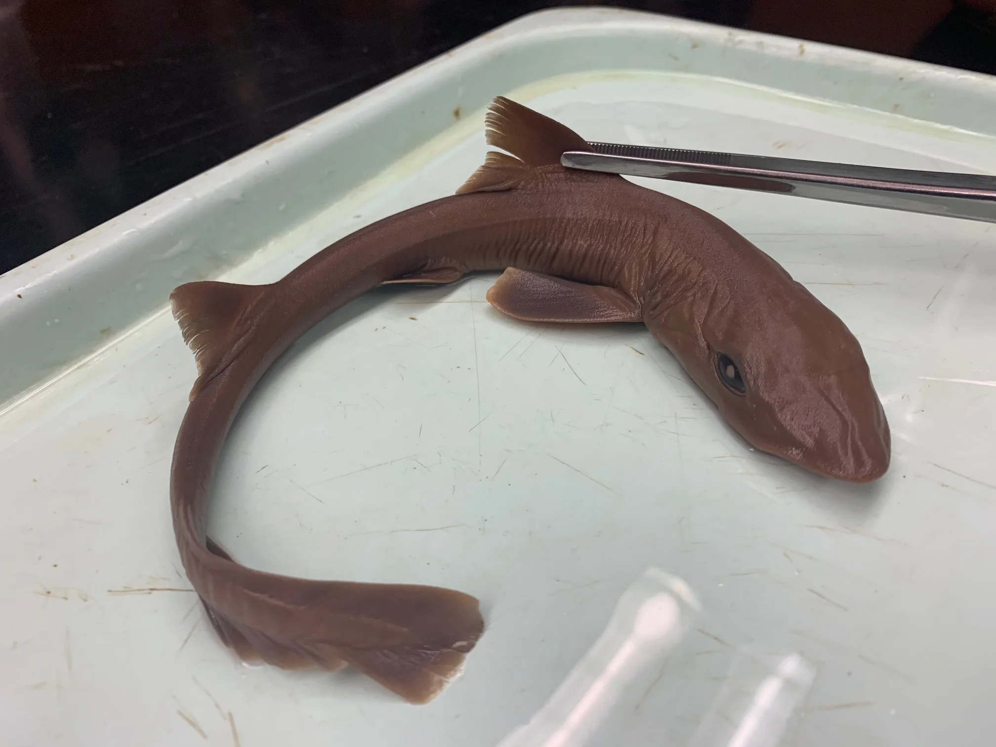 <p>What fish is this?</p>