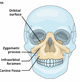 <p>An articulation site where the maxillae laterally articulate with bones.</p>
