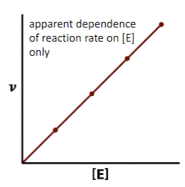 <ul><li><p><span style="font-family: sans-serif">since [S] is saturating (over the course of measurement, conc of S doesn’t limit rxn since all available enzyme binding sites will be occupied, &amp; addition of S has no effect)</span></p></li><li><p><span style="font-family: sans-serif">enzyme exists in 2 states, free enzyme, E, and enzyme-substrate complex ES</span></p></li><li><p><span style="font-family: sans-serif">if [S] is low, much of enzyme in free form, rate is</span><br><span style="font-family: sans-serif">proportional to [S</span></p></li></ul>