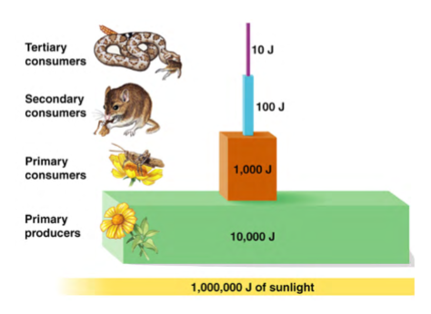 <p>a type of trophic pyramid that shows the overall amount of energy in the ecosystem, the proportion of energy available in each trophic level, how much energy is transferred from one trophic level to the next</p><p>higher trophic levels contain less energy than lower ones</p><p>energy ALWAYS decreases from one trophic level to the next</p><p>most energy is NOT converted into new biomass</p><p>can NEVER be inverted; there is always less energy available in higher than lower trophic levels due to losses from consumption, assimilation, and production</p>