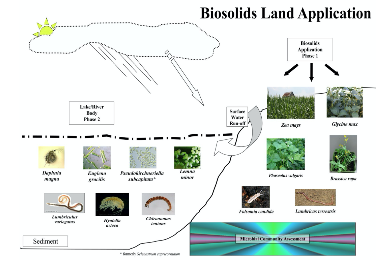 **Phase I: Biosolids Application:**

* Plants: Zea mays + Glycine max + Phaseolus vulgaris + Brassica rapa
* Microbial community: Folsomia candida + Lumbricus terrestris → surface water runoff→

\
**Phase II: Lake/River Body**: 

* Daphnia magna + Euglena gracilis + Raphidocelis subcapitata + Lemna minor + Lumbriculus variegatus + Hyalla azteca + Chironomus tentans