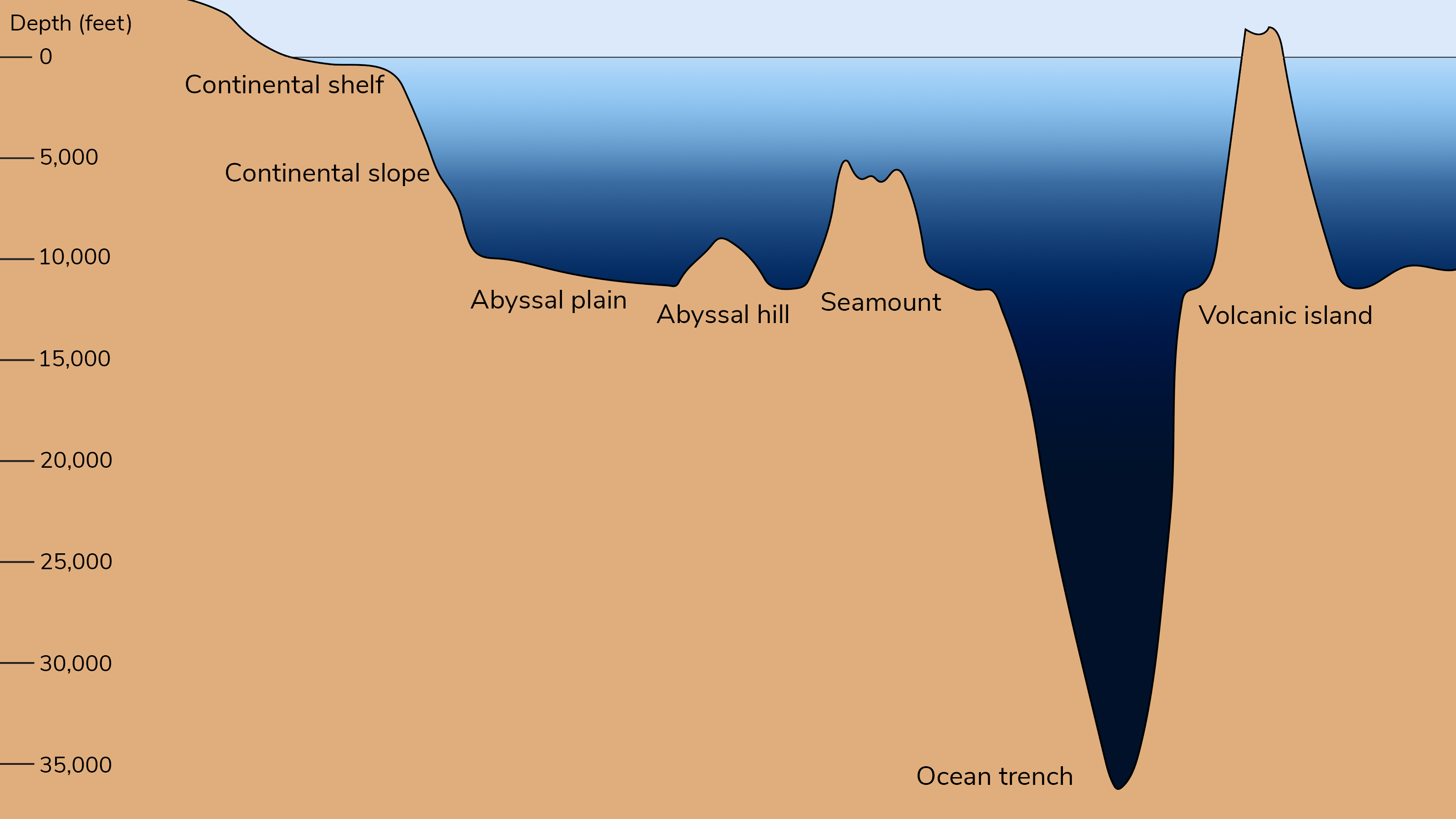 <p>domes of deep ocean basins, elongated hills of 1,000m </p><p>composed of: </p><ul><li><p>volcanic rock </p></li><li><p>covered in a thin layer of fine grained sediment that has setllted down through the water above </p></li></ul><p></p>