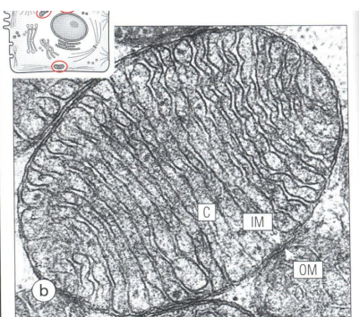 <p>What is OM, IM and C in picture of mitochondrion?</p>