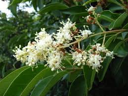 <p>Ligustrum lucidum<br>(Olive)</p>